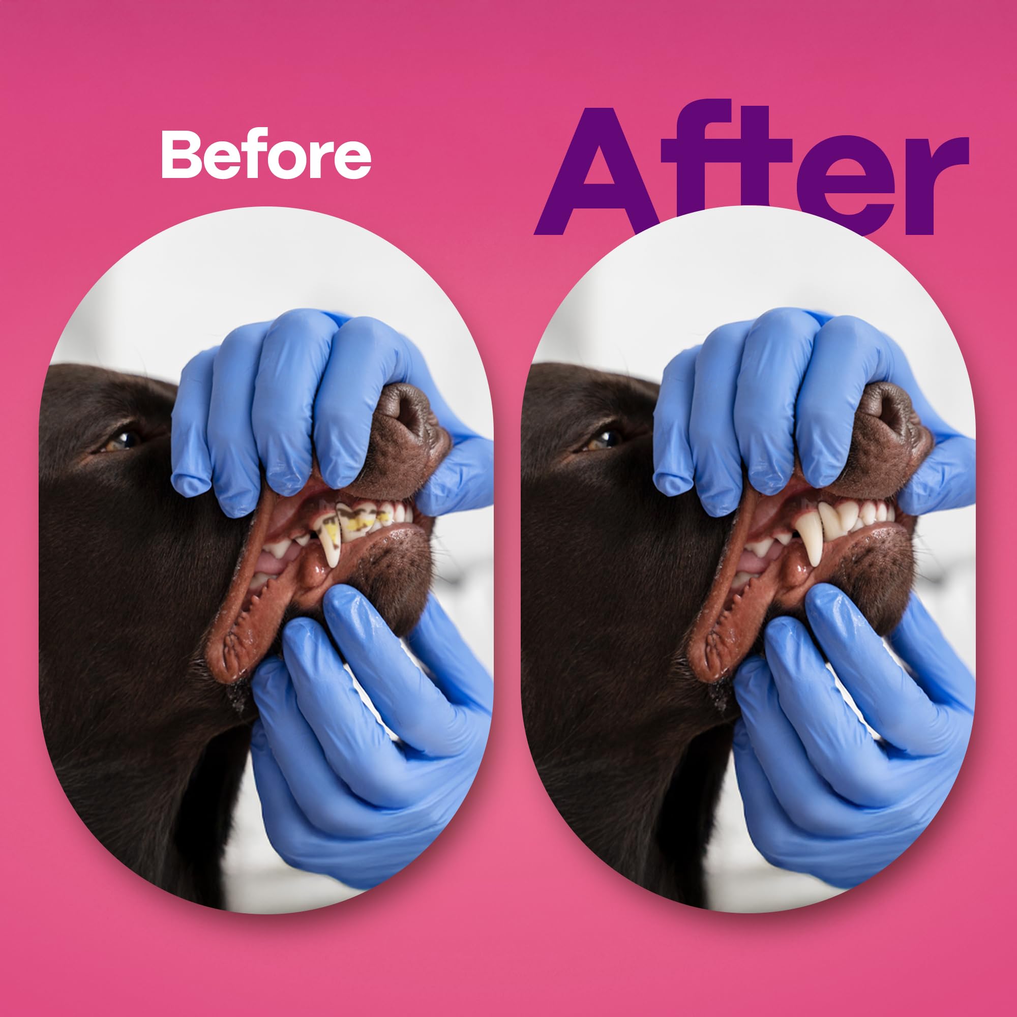 DOCO Dog Tooth Brushing Kit